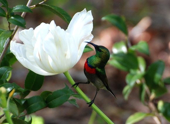 Southern Double-collared Sunbird (South Africa)