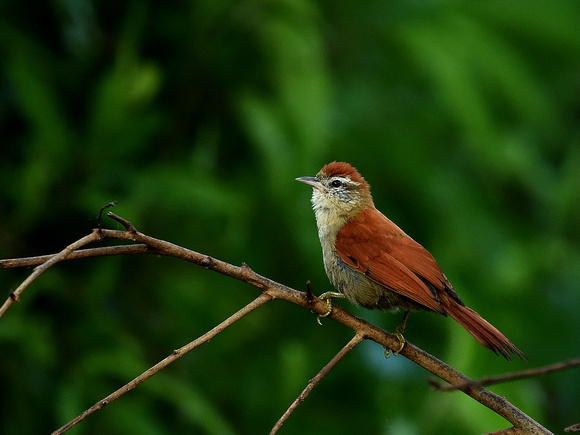 Rusty-backed Spinetail, adult (Brazil)