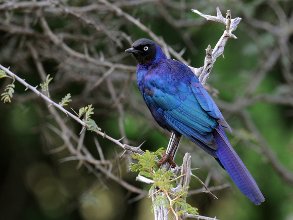 Rüppell's Long-tailed Starling (Tanzania)