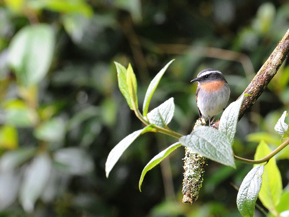 Rufous-breasted Chat-Tyrant (Ecuador)