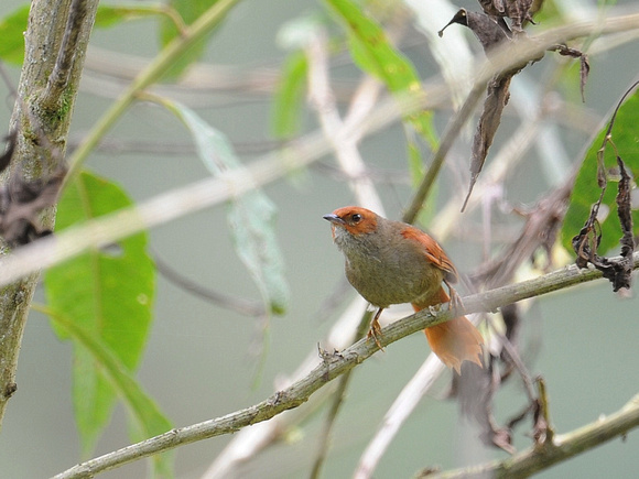 Red-faced Spinetail (Ecuador)