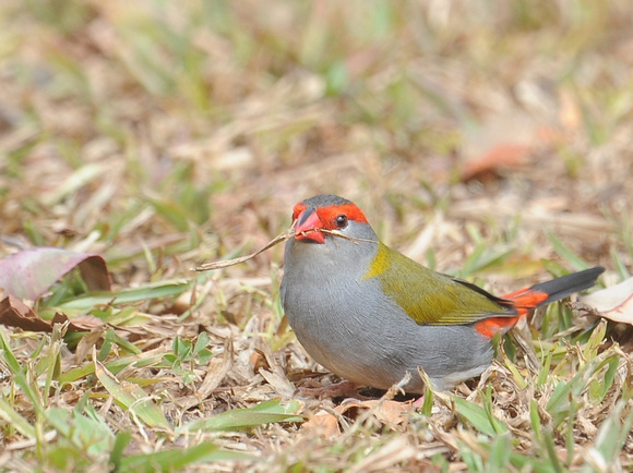 Red-browed Finch (Australia)
