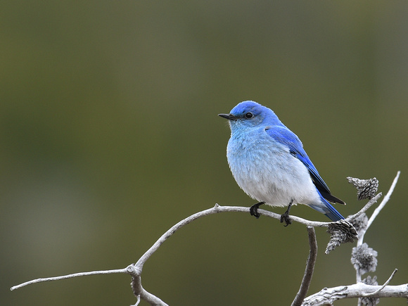 Mountain Bluebird, male (USA)
