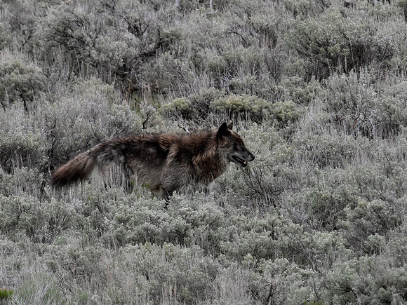 Gray Wolf (USA)