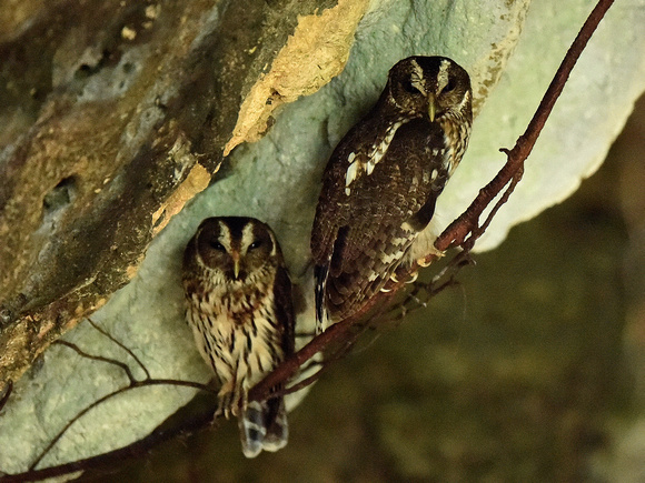 Mottled Owl, ssp centralis (Mexico)