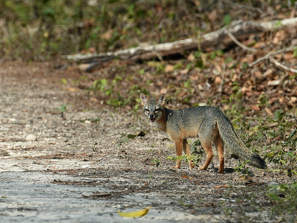 Gray Fox (Mexico)