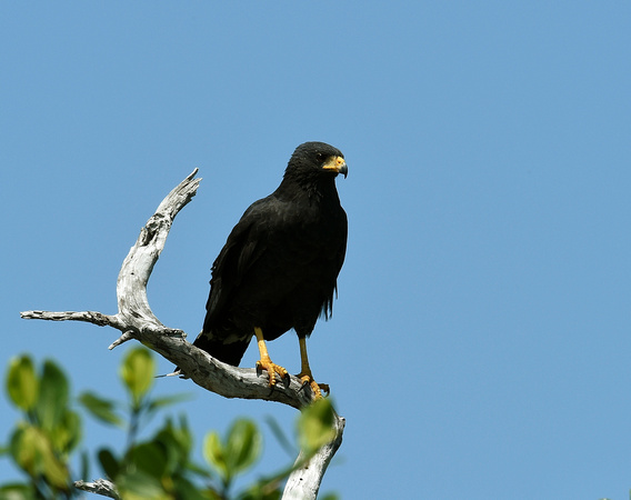 Common Black Hawk (Mexico)
