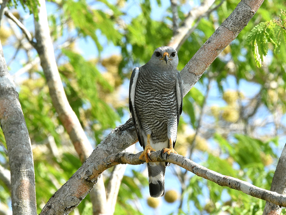 Gray Hawk, adult (Mexico)