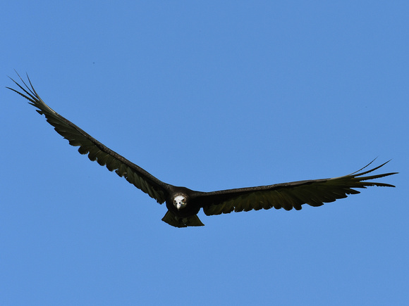 Lesser Yellow-headed Vulture (Mexico)