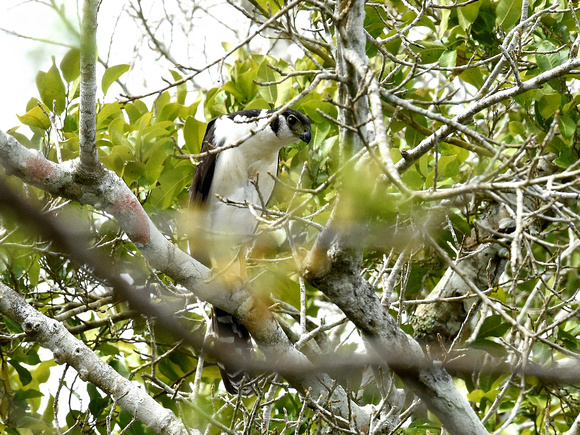 Collared Forest Falcon (Mexico)
