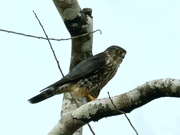 Aplomado Falcon, immature (Mexico)