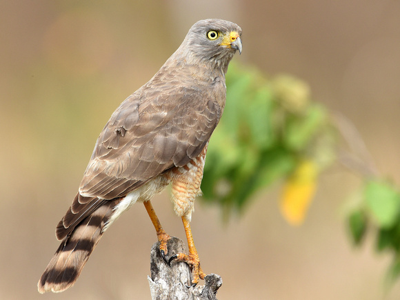 Roadside Hawk (Mexico)