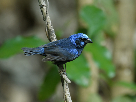 Blue Bunting, male (Mexico)