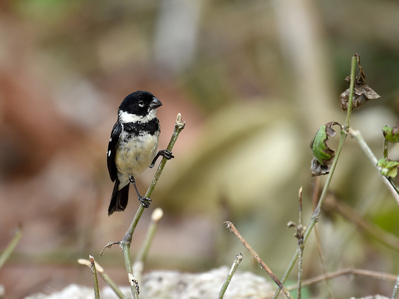 White-collared Seedeater, male (Mexico)