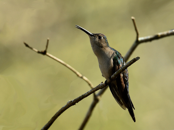 Wedge-tailed Sabrewing, male (Mexico)