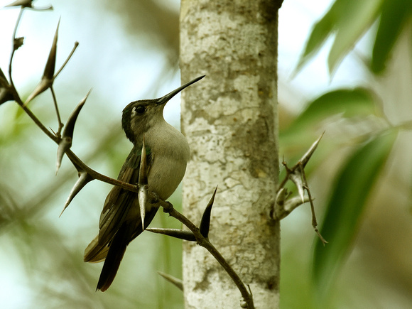 Wedge-tailed Sabrewing, female (Mexico)