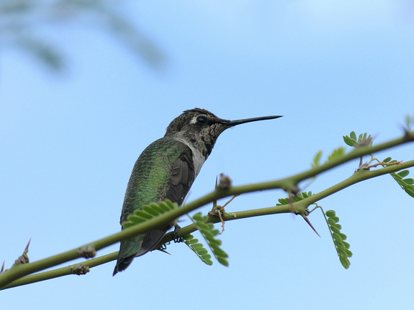 Costa's Hummingbird, adult (USA)