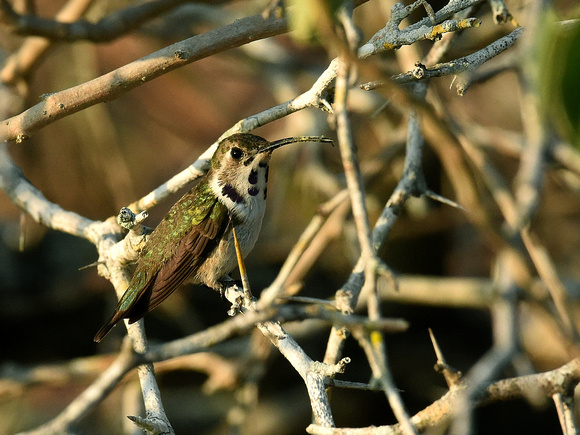 Mexican Sheartail (Mexico)