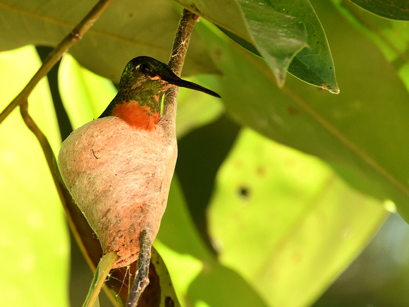 Gould's Jewelfront, nesting (Brazil)