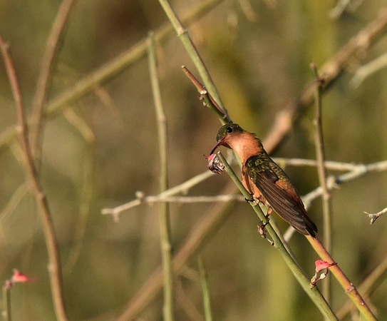 Cinnamon Hummingbird (Mexico)