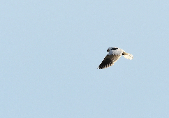 White-tailed Kite (Mexico)