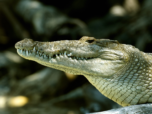 Morelet's Crocodile (Mexico)