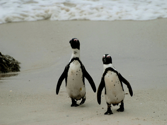 African Penguins (South Africa)