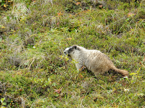 Alaska Marmot (USA)