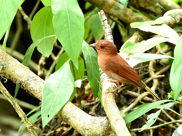 Red-crowned Ant-Tanager, ssp nelsoni, male (Mexico)