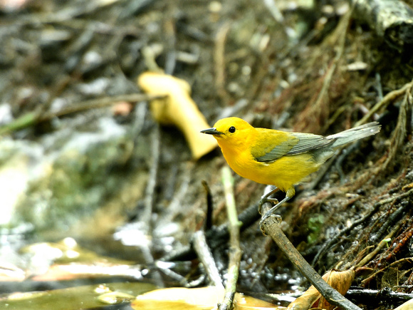Prothonotary Warbler (Mexico)