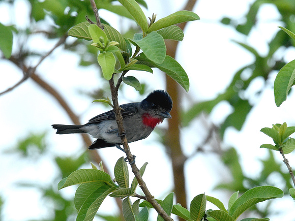 Rose-throated Becard, male (Mexico)