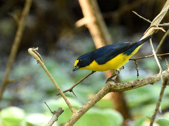 Yellow-throated Euphonia, male (Mexico)