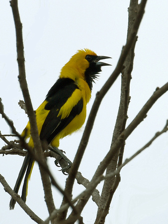 Yellow-tailed Oriole (Mexico)