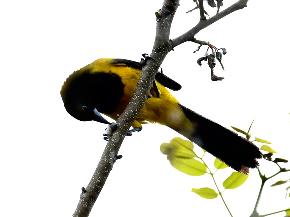 Yellow-backed Oriole (Mexico)