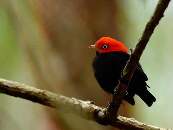 Red-capped Manakin, male (Mexico)