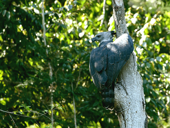 Harpy Eagle, female, adult (Brazil)