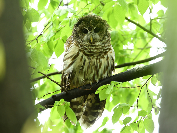 Northern Barred Owl, ssp varia  (USA)