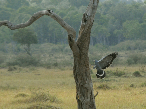 African Harrier-Hawk, adult (Kenya)