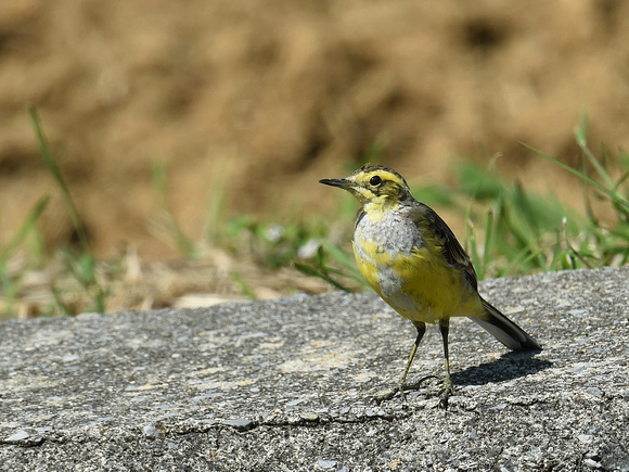 Eastern Yellow Wagtail (Japan)