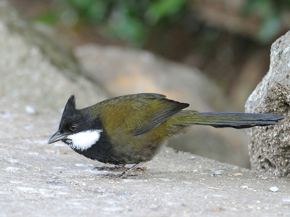 Eastern Whipbird (Australia)
