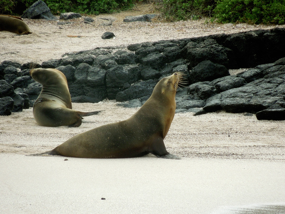 Galapagos Fur Seal (Galapagos)