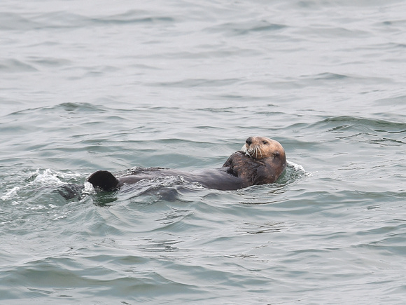 Common Sea Otter (Japan)