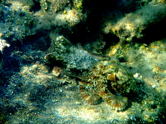Common Octopus (Turkey)
