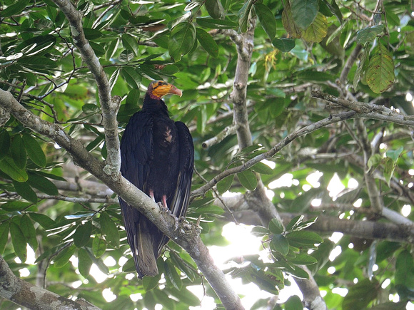 Greater Yellow-headed Vulture (Ecuador)
