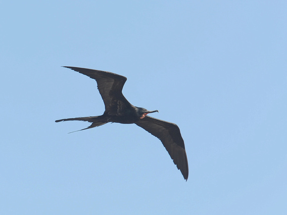 Great Frigatebird, male (Galapagos)