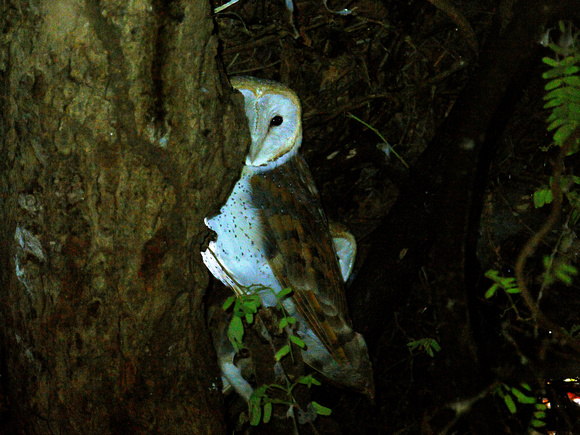 Eurasian Barn Owl (Madagascar)