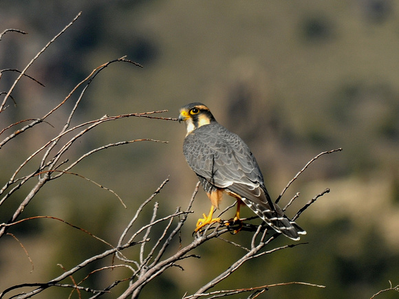 Aplomado Falcon, adult (Argentina)