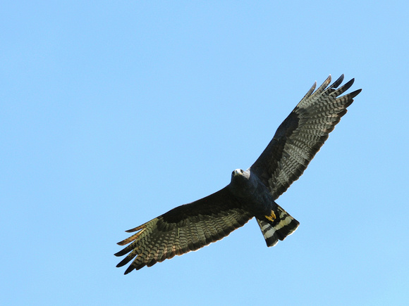 Zone-tailed Hawk (Brazil)