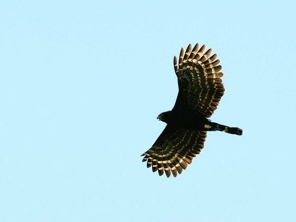 Black Hawk-Eagle (Brazil)