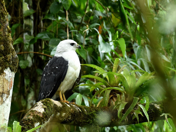White-necked Hawk (Brazil)